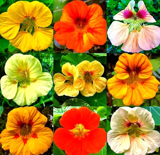 Nasturtium Seeds for Planting 100pcs– Vibrant Trailing Flowers – Perfect for Hanging Baskets & Garden Borders