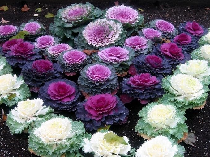 Seeds Flowering Kale Large Leaf Mix Ornamental Cabbage Non GMO Vegetable for Planting
