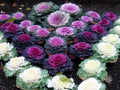 Seeds Flowering Kale Large Leaf Mix Ornamental Cabbage Non GMO Vegetable for Planting