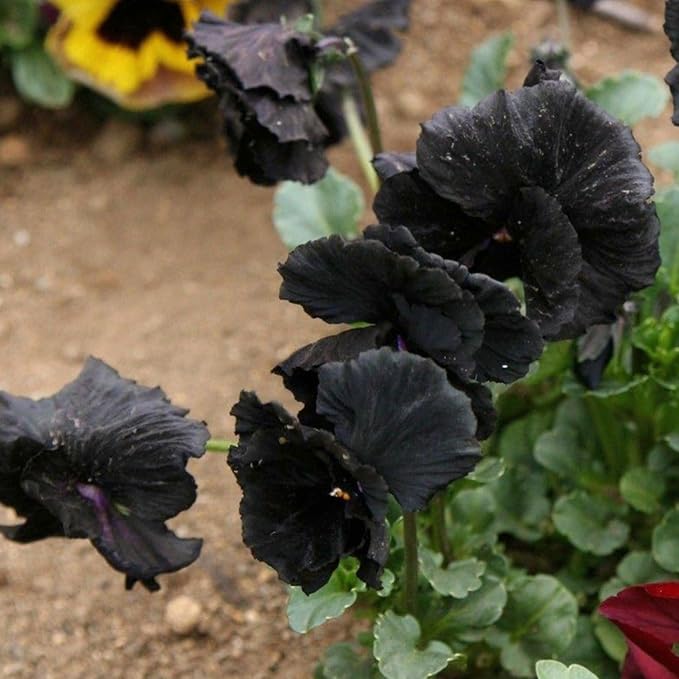 Seed Needs Pansy Seeds for Planting Clear Crystals Black Pansies - Heirloom & Open Pollinated Annual Flower Seed to Plant an Outdoor Gothic Garden (5 Packs)