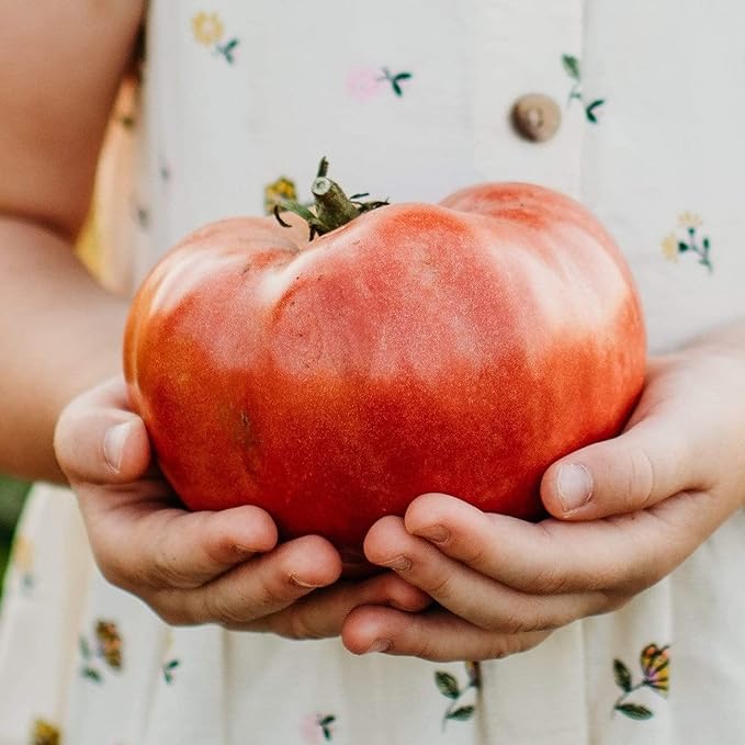 Mortgage Lifter Heirloom Tomato - 50 Seeds - Heirloom Pink Tomato Variety, Non-GMO Giant Tomato Seeds for Planting in The Home Garden, Thresh Seed Company