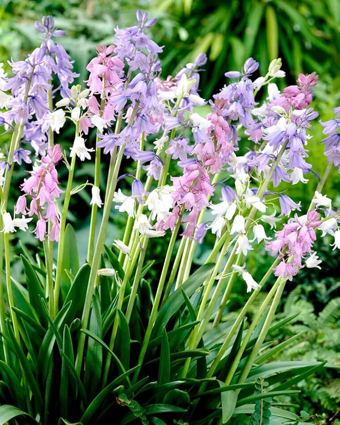 Votaniki Spanish Bluebell Mixture - Perennial Spanish Bluebells (Wood Hyacinth) Bulbs for Planting | Spring Flowering Bulbs, Bell Shaped Flowers - Easy to Grow (12 Pack)