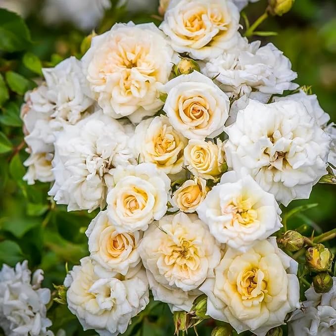 150+ Mix Climbing Rose Seeds for Planting Outdoors-Perennial Rose Flower Seeds Ornamental Beautiful Roses