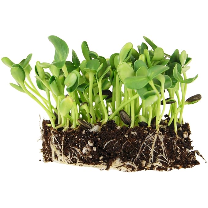1.5 Lb Organic Non-GMO Black Oil Sunflower Microgreens and Sprouting Seeds (Shell On) - Edible Sun Flower Micro Green Seed, Organic Sprout Seeds for Sprouting, and Sprout Mix