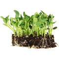 1.5 Lb Organic Non-GMO Black Oil Sunflower Microgreens and Sprouting Seeds (Shell On) - Edible Sun Flower Micro Green Seed, Organic Sprout Seeds for Sprouting, and Sprout Mix