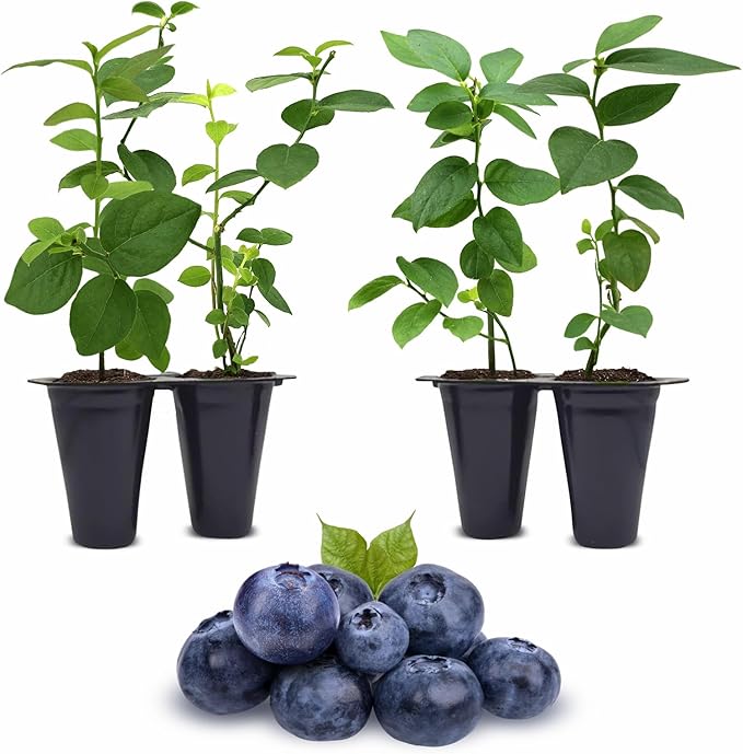 Blueberry Plant Reka Live for Sale (4 Pack) | Easy to Grow Plants | Edible Fruit Plant for Sustainable Living | Grow Your own Food on Your Edible Organic Garden| Live for Planting| No Seeds