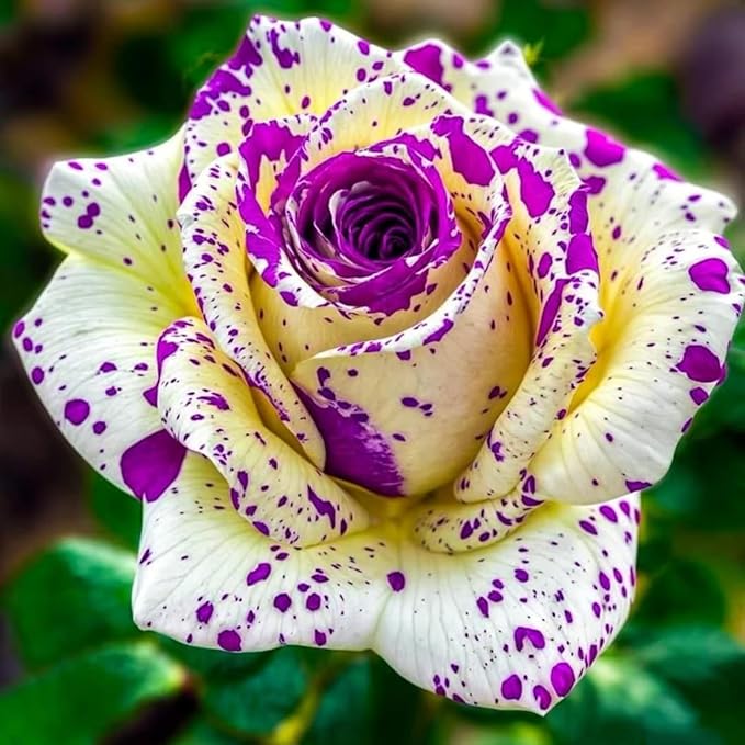 300+ Mixed Rare Rose Seeds for Planting Flower Bush Perennial Shrub Hybrid Rose Non-GMO Heirloom Flower Garden Home