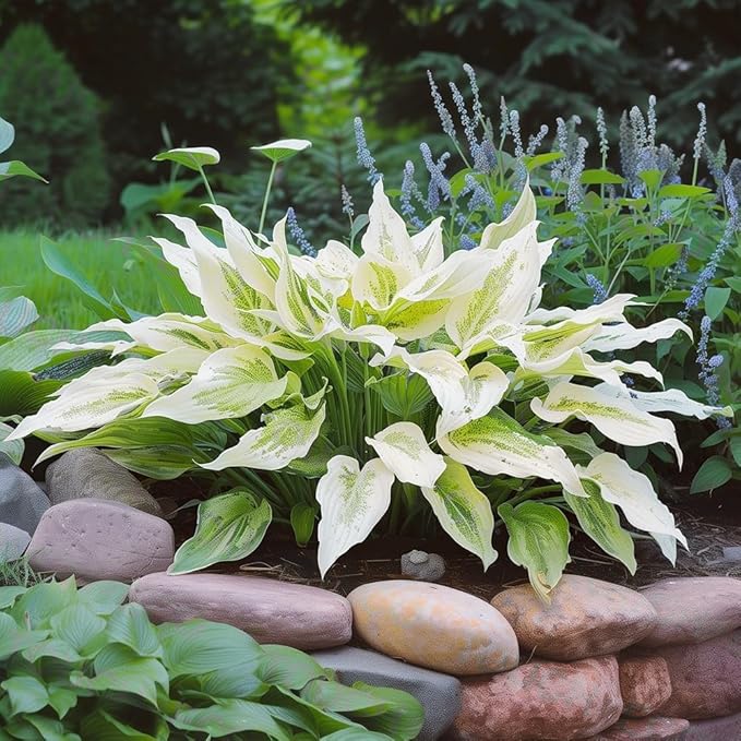 GardeningProducts4Less 2pk White Feather Hosta Bare Roots - Perennial Cream & Green Foliage, Low-Maintenance Plant