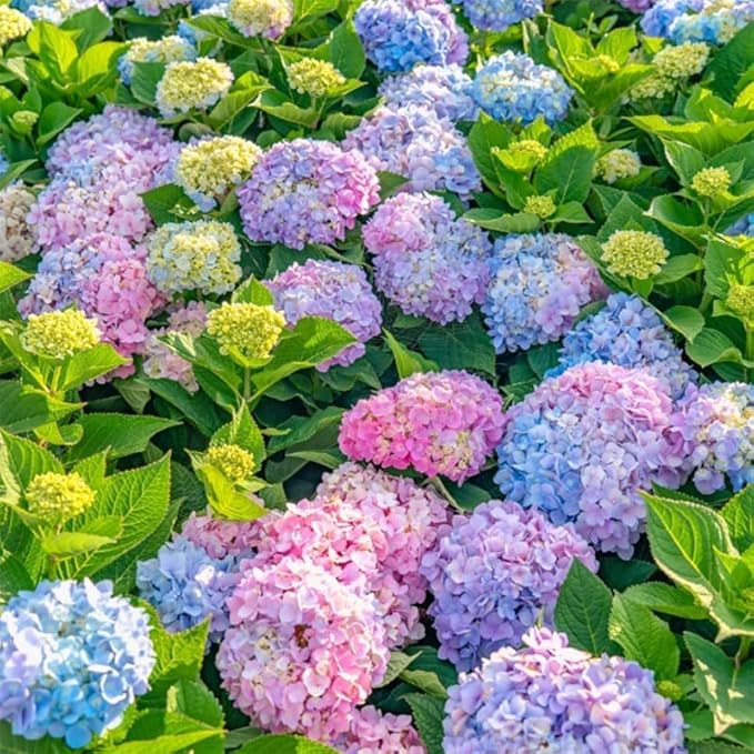 Perennial Hydrangea Seeds 55pcs - Heirloom Ornamental Flower, Big Fluffy Blooms & Cold-Hardy for Balcony Yard Borders