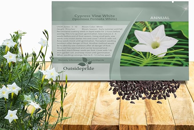 Outsidepride White Cypress Vine Seeds - 100 Pcs Annual Flower Seeds with Nectar-Rich, Star-Shaped Flowers & Feathery, Fern-Like Leaves for Fences, Trellises, Pergolas & Vertical Gardens