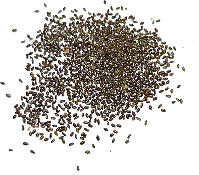 Seed Needs Lemon Mint Seeds for Planting Monarda citriodora Herbs - Grow a Non-GMO Heirloom & Untreated Medicinal Herb Garden Indoors or Outdoors - Popular in Herbal Tea (5 Packs)