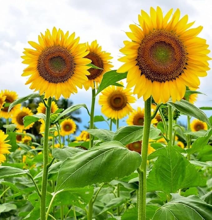 394+ Giant Mammoth Sunflower Seeds for Planting, Pack for 2026 USA Premium Non-GMO Flower Seeds - Bulk Packet, Heirloom, High Germination, Helianthus annuus