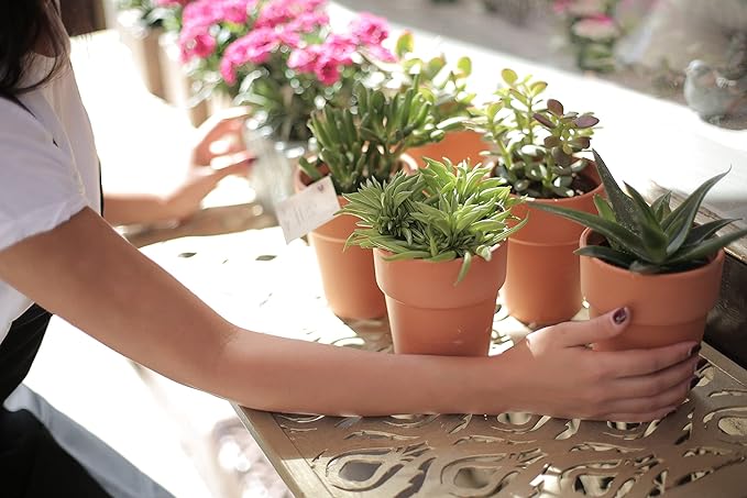 Houseplant Potting Mix, Fertilized, Perlite Soil for All Types of Indoor House Plants and Tropical Plant 1 qt