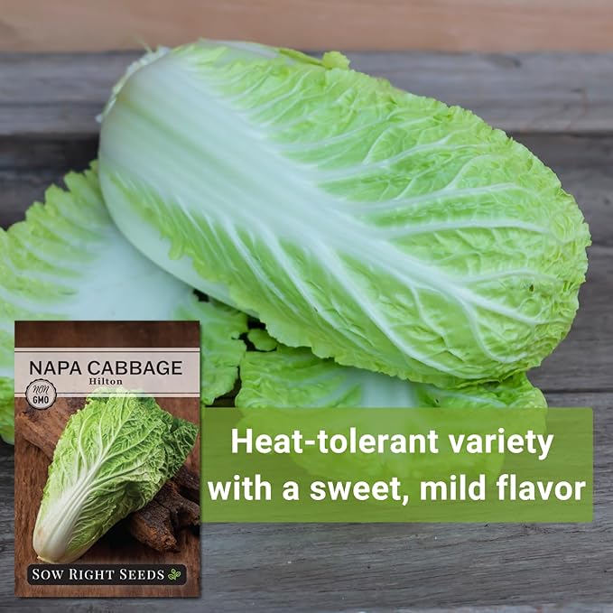 Sow Right Seeds - Hilton Cabbage Seeds for Planting Outdoors - Culinary Asian Variety - Non-GMO Heirloom Chinese Napa Cabbage - Easy Grow Garden & Home Use for Healthy & Delicious Recipes (1)