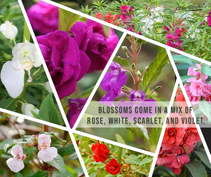 Camilia Flowered Balsam Mix - Impatiens Balsamina - 750 Seeds - Bright Mix Colors, Heirloom, Non-GMO, USA Grown, Excellent for Pollinators, Annual