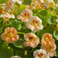 Eden Brothers Nasturtium Seeds - Tip Top Apricot
