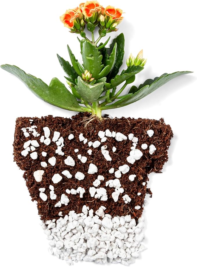 Perlite Bliss (24 Qts) - Organic Perlite for Plants Indoor Soil Amendment - Bulk Perlite for Gardening & Seed Starting - Mixes Easily with Potting Soil, Vermiculite, & Organic Coco Coir for Plants