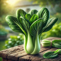 Bok Choy Seeds – Brassica Rapa | Fast-Growing & Nutrient-Rich | Annual | Crisp & Tender Asian Green Cabbage