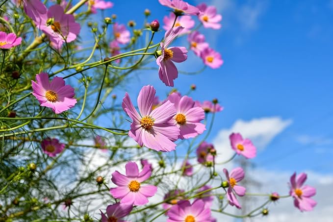 Set of 50 Cosmos - Early Sensation Annual Flower Seed Packets - Perfect for Creating Your Dream Garden! - Includes 50 Packets of Cosmos - Early Sensation Seeds!