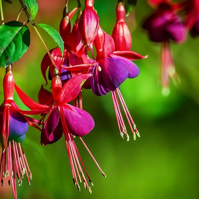 Fuchsia Flower Seed for Planting, 200+ Mixed Fuchsia Seeds, Perennial Flower Plants, Non-GMO Heirloom Flower Seed for Home Garden