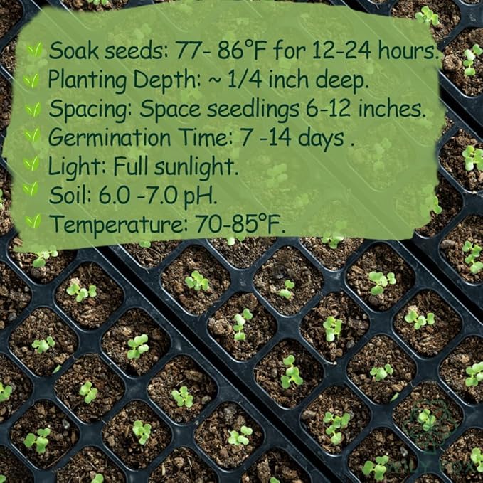 Rare Moringa Seeds - 30 Seeds for Planting | Non-GMO, Heirloom, Fast-Growing Drumstick Tree Seeds | Rich in Nutrients, Easy to Grow Indoors & Outdoors