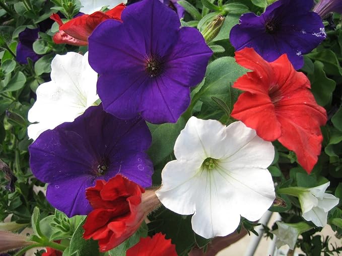 500+ Seeds Petunia Unicum Rainbow Cascade - Flower Mix