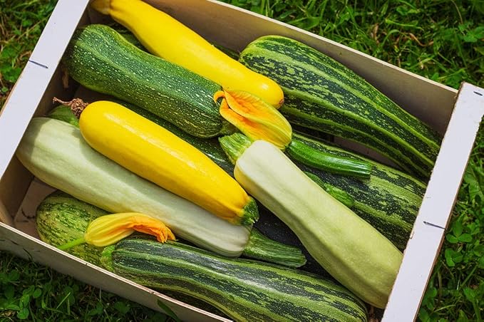 Seeds Zucchini Courgette Squash Summer Mix Heirloom Vegetable for Planting Non GMO