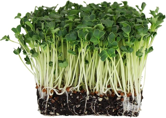 Organic Radish Sprouting Seeds - 4 Oz- Radish Seed for Sprouting Sprouts, Cooking, Soup, Food Storage, Hydroponics, Gardening & More
