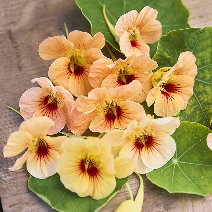 Eden Brothers Nasturtium Seeds - Tip Top Apricot