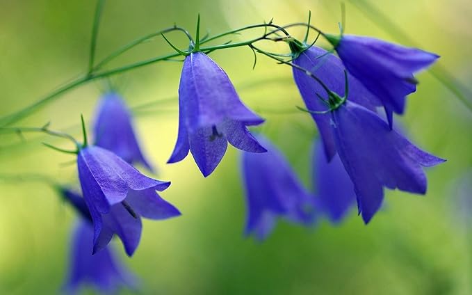 Tussock Bellflower Seed Mix Blue and White 1000 Seeds for Planting Campanula Carpatica Non-GMO with Growing Instructions