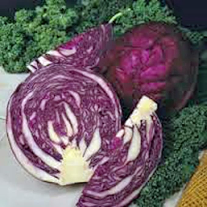 Cabbage Seed, Red Acre, Heirloom, Non GMO 25 Seeds, Colorful Tasty Healthy Veggie Country Creek Acres