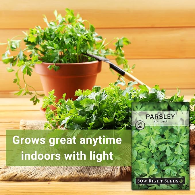 Sow Right Seeds - Flat Leaf Parsley Seed for Planting - Non-GMO Heirloom Packet with Instructions to Plant and Grow a Kitchen Herb Garden - Indoor or Outdoor - Great for Hydroponics Growing (1)