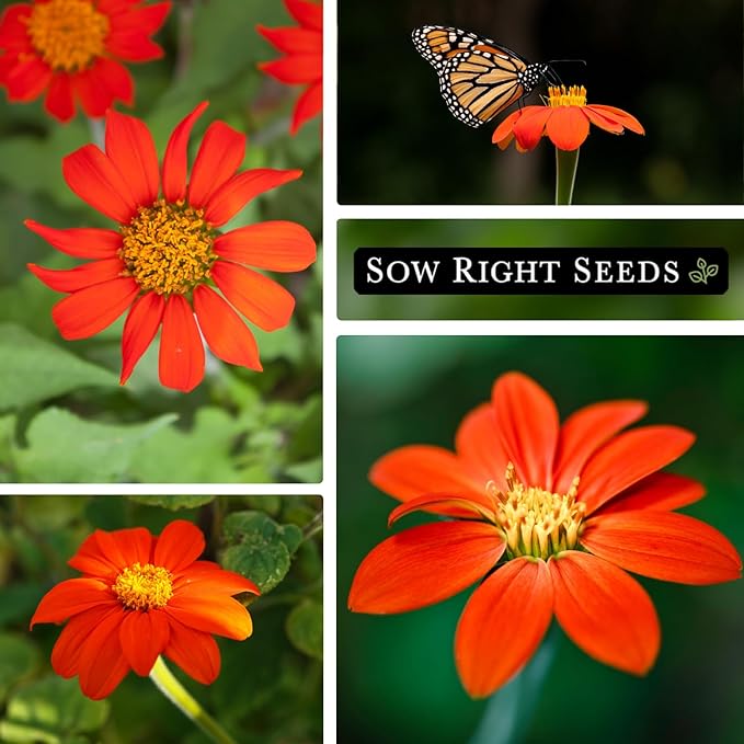 Sow Right Seeds - Mexican Sunflower Seeds for Planting - Non-GMO Heirloom Packet with Instructions for Growing - Bright Orange Blooms, Super Tall Stalks - Enjoys Outdoors or Indoors as Cut Flower (3)