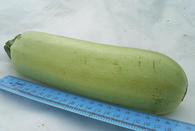 Seeds Squash Zucchini Aspirant 38 Days White Bush Vegetable for Planting Heirloom Non GMO