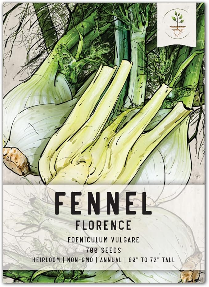 Seed Needs Florence Fennel Seeds for Planting - Non-GMO Heirloom & Untreated - Culinary & Medicinal Herb to Plant an Indoor/Outdoor Home Grown Garden (1 Pack)