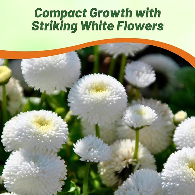Outsidepride Tall Pompon White Aster Seeds - 2000 Pcs. Annual, Hardy & Pollinator Friendly Flower Seeds for Planting Vibrant Disc-Shaped White Blooms, Ideal for Meadows & Aesthetic Gardens