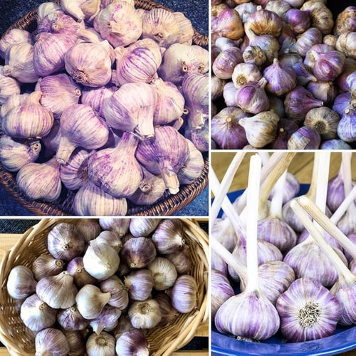 1 Pound Purple Hardneck Garlic Bulbs for Planting, Fresh High-Yield Hardy Garlic for Garden or Container Growing