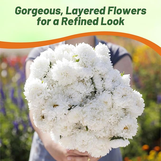 Outsidepride Paeony Aster Seeds - 2,000 Pcs Annual, Hardy & Pollinator Friendly Flower Seeds for Planting Vibrant Double Incurved White Petals, Ideal for Meadows & Aesthetic Gardens