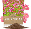 Shirley Poppy Seeds – Mixed Colors – Extra Large Packet – Over 200,000 Open Pollinated Non-GMO Wildflower Seeds – Papaver rhoeas