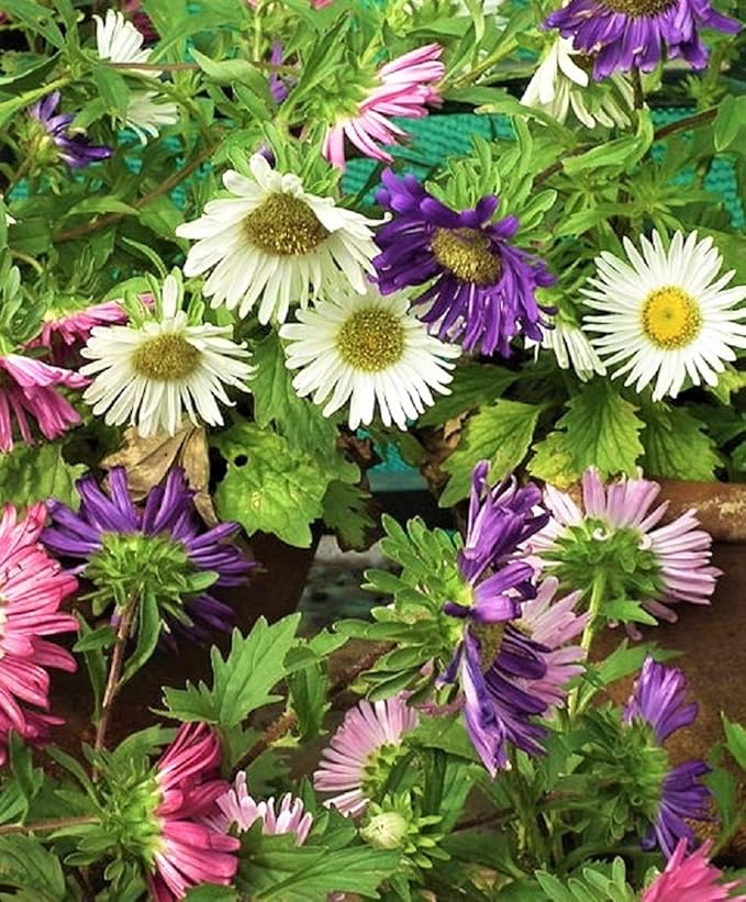 Rainbow Aster Flower Seeds,25 Count COOL BEANS N SPROUTS Brand. Home Gardening.