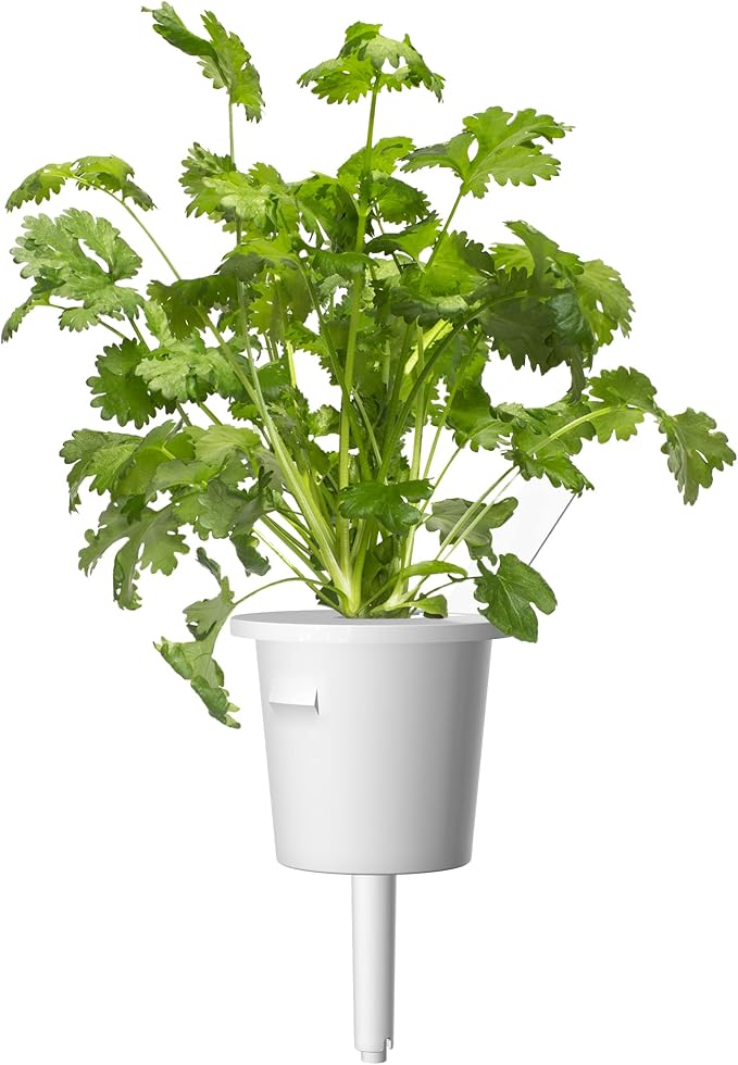 Click and Grow Smart Garden Cilantro/Coriander Plant Pods, 3-Pack