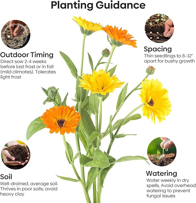 Groundio Calendula Seeds Pacific Beauty Mix, 3000+ Calendula Officinalis Seeds, Open Pollinated Non-GMO Wildflower Seed Grown in The USA, 1 Ounce