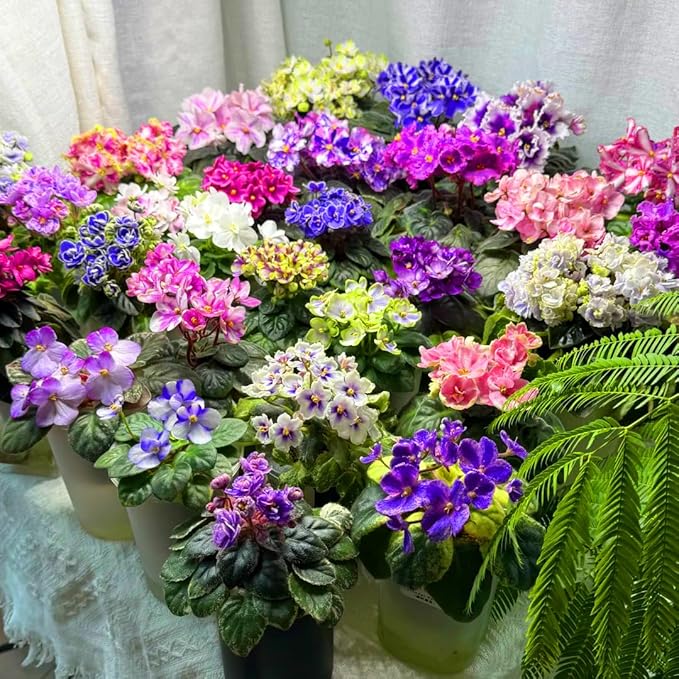 African Violet Flower Seeds for Planting, 300pcs African Violet Perennial Flower Seeds Non-GMO Heirloom Rare Plants, Open Pollinated Beauty Home Garden for Outdoors