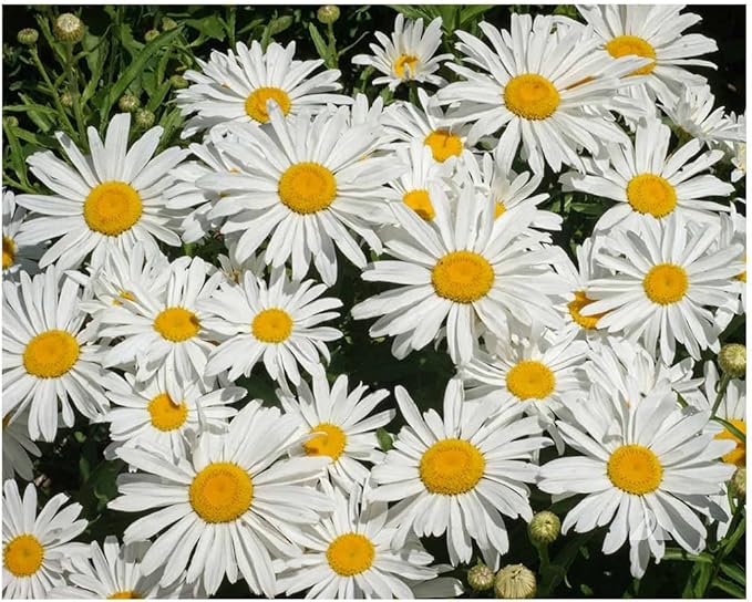 4500 Seeds - Shasta Daisy - Silver Princess - Perennial, Full Sun Daisy - 16" Tall