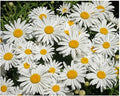 4500 Seeds - Shasta Daisy - Silver Princess - Perennial, Full Sun Daisy - 16" Tall