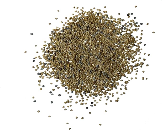 Seed Needs Mixed Somniferum Poppy Seeds for Planting - Heirloom & Open Pollinated Annual Flowers - Colorful Masses of Wildflowers, Perfect for a Butterfly Garden (1 Pack)