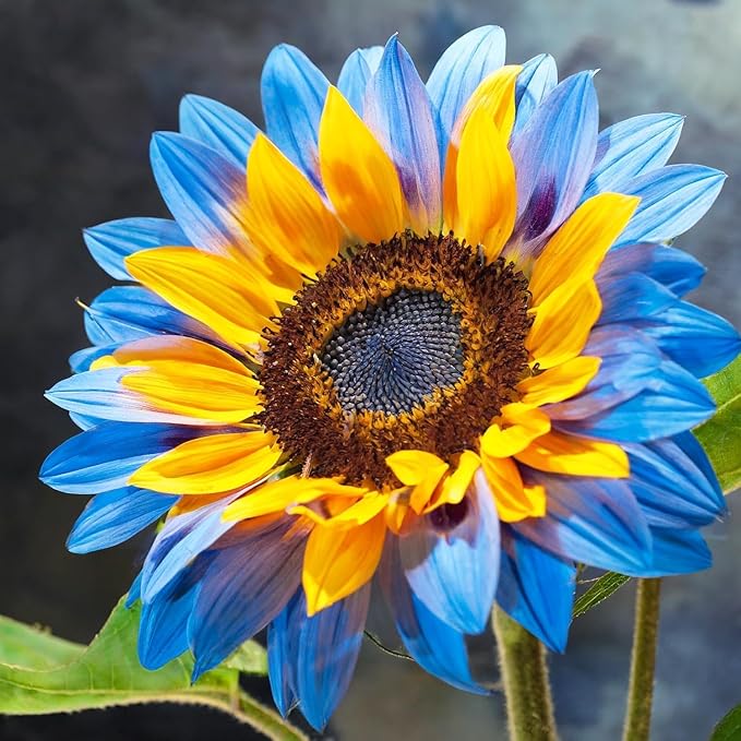 Sunflower Seeds Pack - 50+ Seeds for Vibrant Bicolor Blooms, Fast Growing Cut Flowers to Attract Bees & Butterflies, Ideal for Sunny Garden Borders and Landscapes