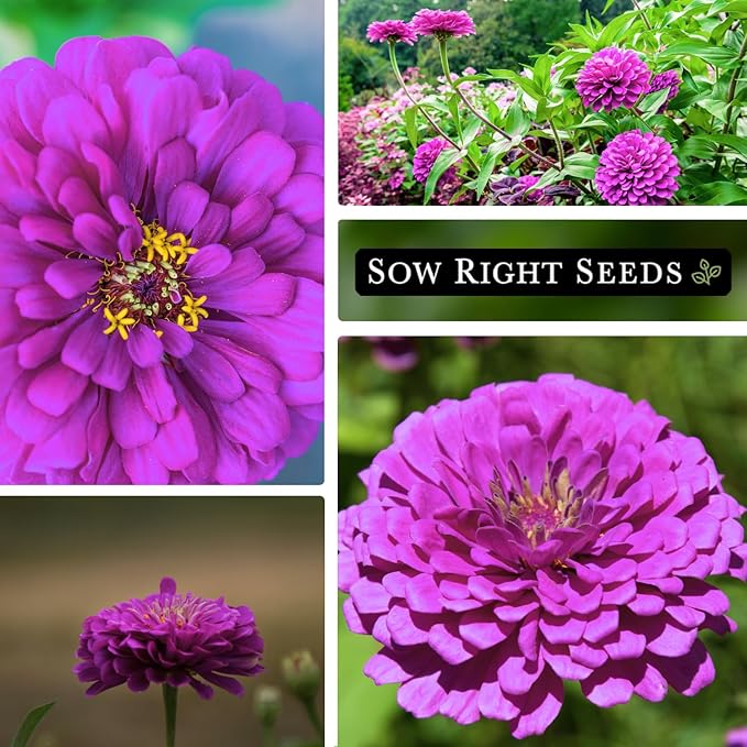 Sow Right Seeds - Luminosa Zinnia Flower Seeds for Planting - Non-GMO Heirloom Packet with Instructions to Grow - Heat & Drought Resistant - Huge Pink Blossoms - Beautiful to Plant in Your Garden (2)