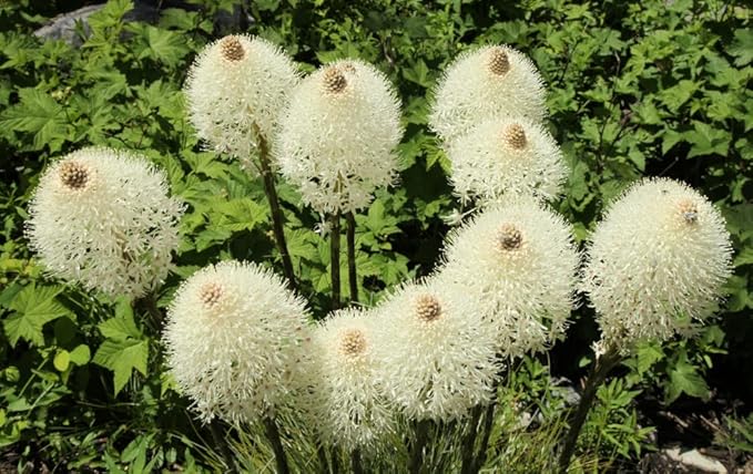 Bear Grass Seeds for Planting - 50 Seeds - Xerophyllum tenax - Exotic Flowering Grass Seeds