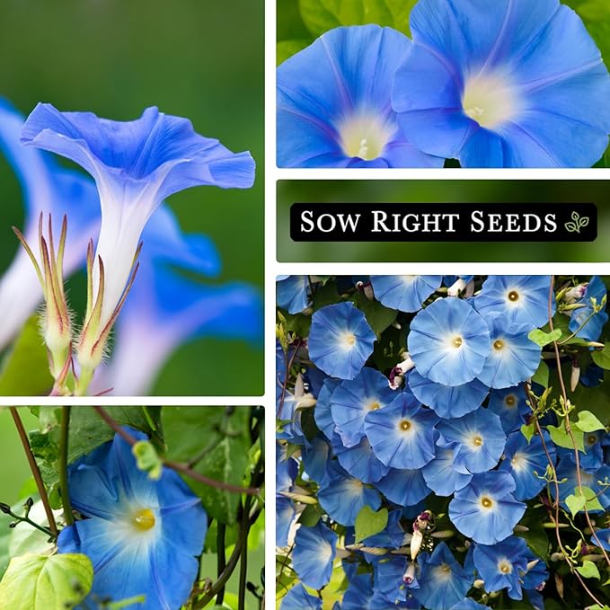 Sow Right Seeds - Heavenly Blue Morning Glory Seeds for Planting - Non-GMO Heirloom Packet with instructions to Grow - Perennial Vining Variety with Delicate Blue Blooms - Beautiful Trailing Decor (1)